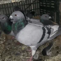 کبوتر