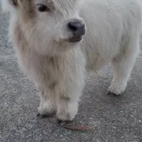 سلاخی  .قصابی.سلاخ..قصاب