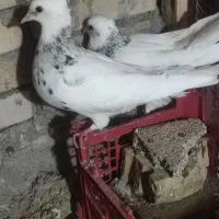 اهواز زرگان