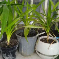 گل پاندانوس خوشگل کوچک بزرگ‌