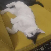 واگذاری رایگان بچه گربه ۵ ماهه دستی و دوست داشتنی|گربه|مبارکه, |دیوار