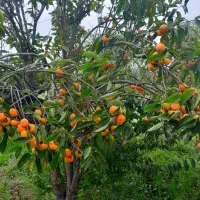 خرمالو تازه|خوردنی و آشامیدنی|رشت, سلیمانداراب|دیوار