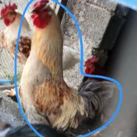 خروس  زیبا