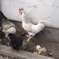 مرغ وخروس|حیوانات مزرعه|مرند, |دیوار