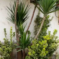 گل سرحال و فوق العاده ۱۰ساله یوکا