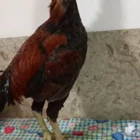 خروس لاری قلم سبز|حیوانات مزرعه|آمل, |دیوار