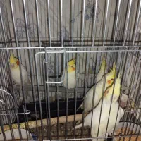 عروس هلندی مولد|پرنده|مهران (ایلام), |دیوار