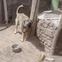 واگذاری سگ نگهبان