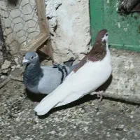 دوعد کبوتر نر قلدر