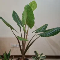 درختچه بابا‌آدم