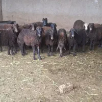 بره نر افشاری