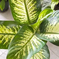 گل کم آب کم نور|گل و گیاه طبیعی|بروجرد, |دیوار