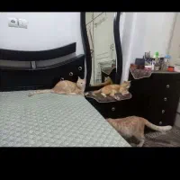 سرویس خواب چوب بدون تشک