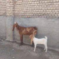 بز پاکستانی شیرا