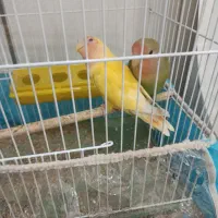 دادادات طوطی پاکوتاه ۲ میلیون و پونصد