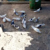 کفتر ابلق پرشی