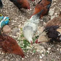 خروس|حیوانات مزرعه|نورآباد, |دیوار