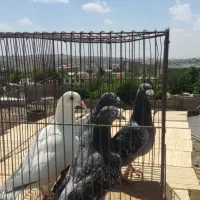 کبوتر|پرنده|بومهن, |دیوار