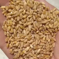 یک گونی گندم بوجاری شده تمیز