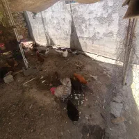 چهار  عدد غاز دونه ۶۰۰ و ۱۵ عدد مرغ و خروس  ۵۰۰|حیوانات مزرعه|دوگنبدان, |دیوار