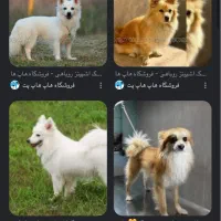 سگ پیدا شده
