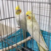 عروس هلندی