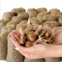 فروش ویژه زعفران و پیاز زعفران عالی