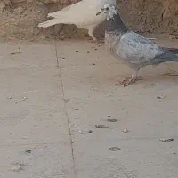 فروش|پرنده|کامفیروز, |دیوار