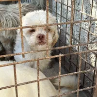 سگ پاکوتاه نر