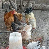 تخم نطفه دار برهما|حیوانات مزرعه|کاشان, راوند|دیوار