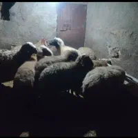 گوسفندداشت سرحال