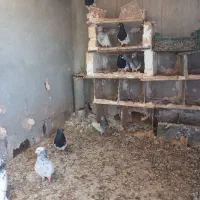 کفتر|پرنده|گرمخان, |دیوار