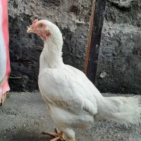 مرغ لاری اصیل|حیوانات مزرعه|صحنه, |دیوار