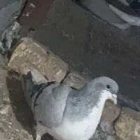 بدرنگ ماده|پرنده|اقبالیه, |دیوار