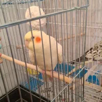 گم شده
