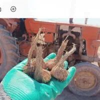 پیاز زعفران درجه یک تربت‌ حیدریه  (ارسال دارم)