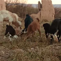 فروش  بز و بزغاله ونرچبش جمعا 13راس