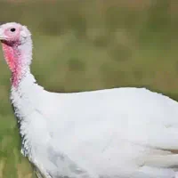 فروش بوقلمون ماده