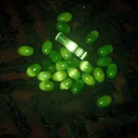 24عدد مهره چشم گربه ای با مهره اصلی تسبیح|جواهرات|یاسوج, |دیوار