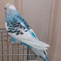 مرغ عشق|پرنده|فولادشهر, مسکن مهر فولادشهر|دیوار