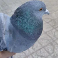 کفتر مسافتی|پرنده|شاهرود, |دیوار