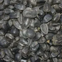 آفتاب گردان آجیلی