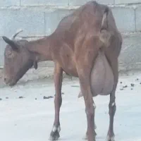 بز مورسیا|حیوانات مزرعه|میمند, |دیوار