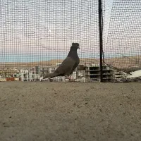 دم سفید|پرنده|شیراز, فرهنگ شهر|دیوار