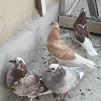 کفتر پرشی|پرنده|قم, نیروگاه|دیوار