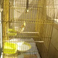 قفس بزرگ طلایی