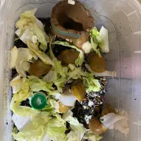 فروش حلزون بالغ البینو