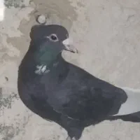 کفتر پلنگ