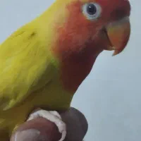 جفت طوطی برزیلی مولد قطعه دار|پرنده|خوی, |دیوار