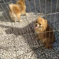 پامرانین ماده دو قلاده|سگ|محمودآباد, |دیوار